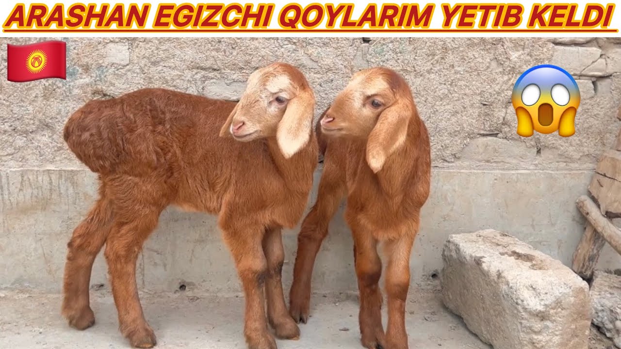 🇰🇬QIRGIZISTON BISHKEKDAN EGZAKCHI ARASHAN QOYLARIM YETIB KELDI SHOSHILING 🇰🇬🇰🇬🇰🇬