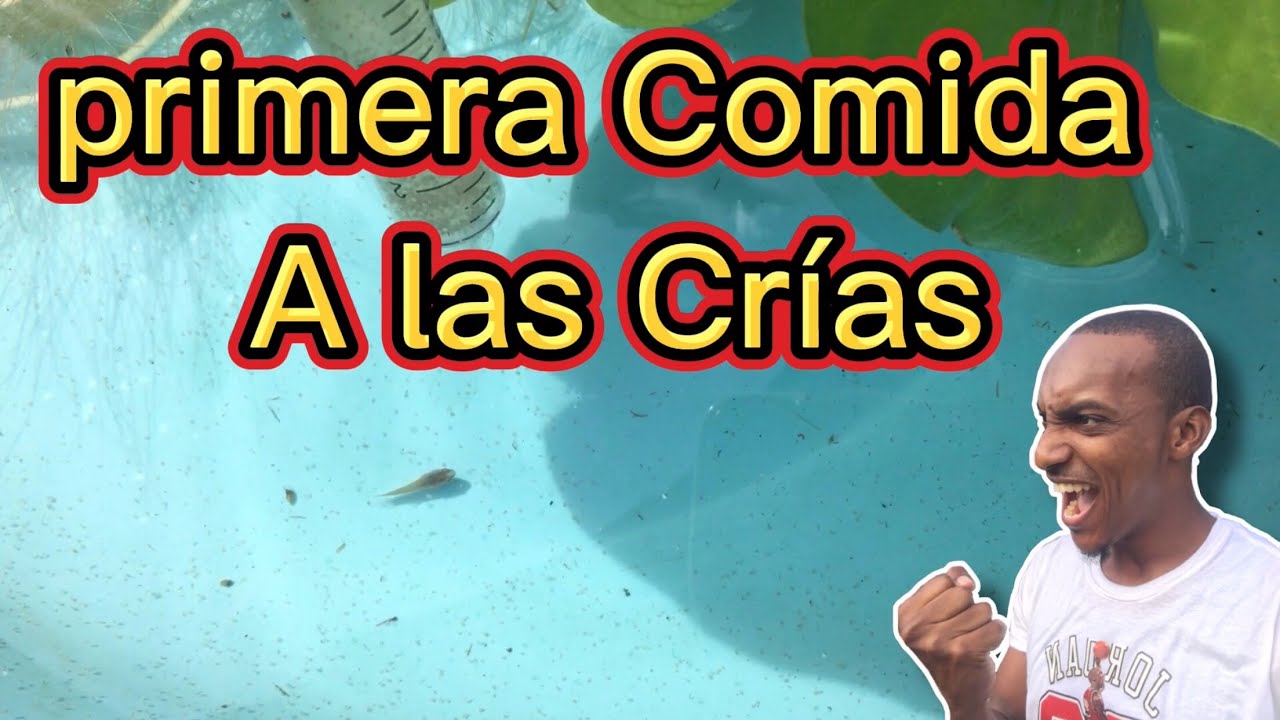 Cuando darle la primera alimentaci&oacute;n a las cr&iacute;as