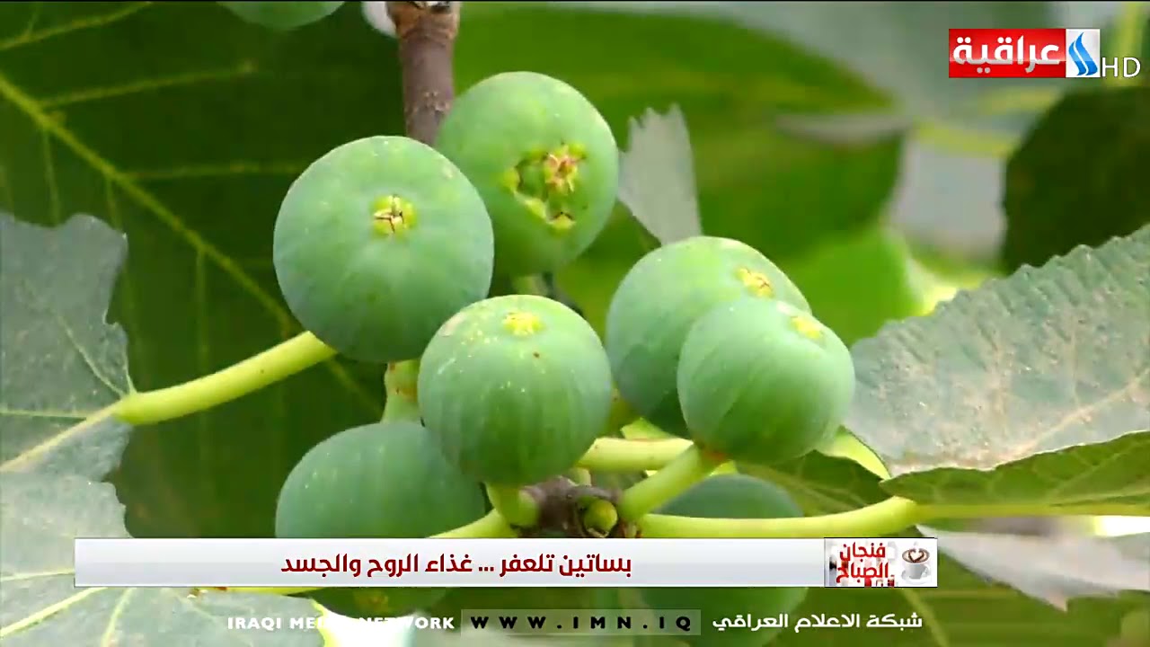 فنجان الصباح - بساتين تلعفر .. غذاء الروح والجسد