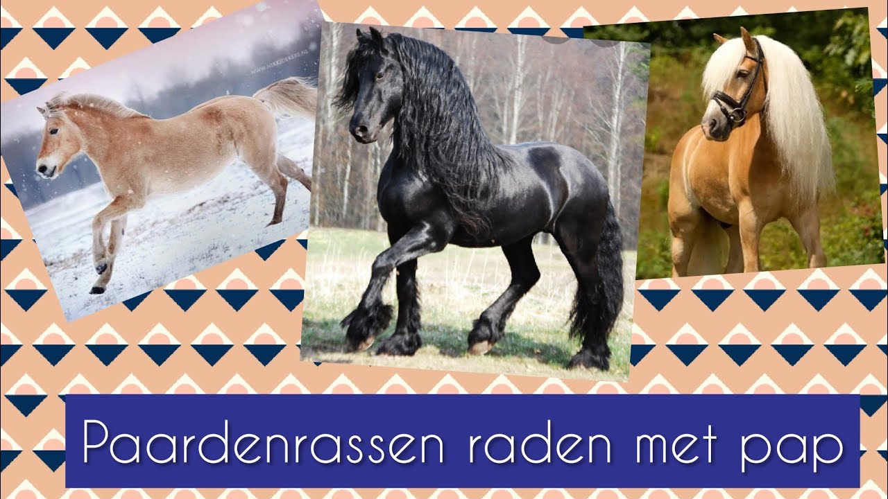 De Dieren Show| 10 Paardenrassen raden met pap!🐴