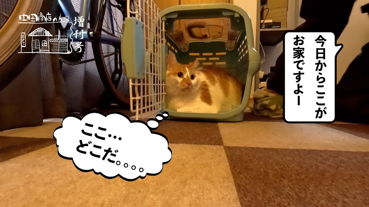 【増刊号】#131 訳あり猫さんをお迎えに行くよー！！