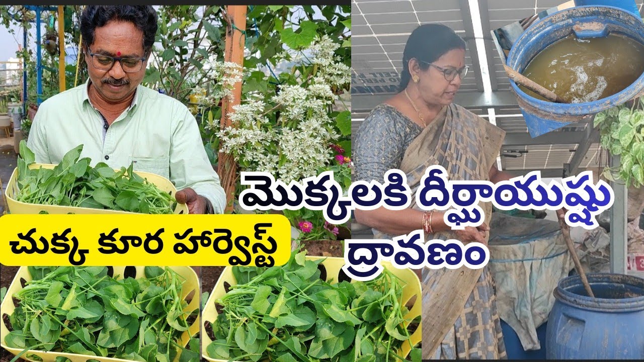 మొక్కలకి దీర్ఘాయుష్ ఇది ద్రావణం, O W D C తయార్,# chukkakura harvest #@AadiLakshmiTerraceGarden 