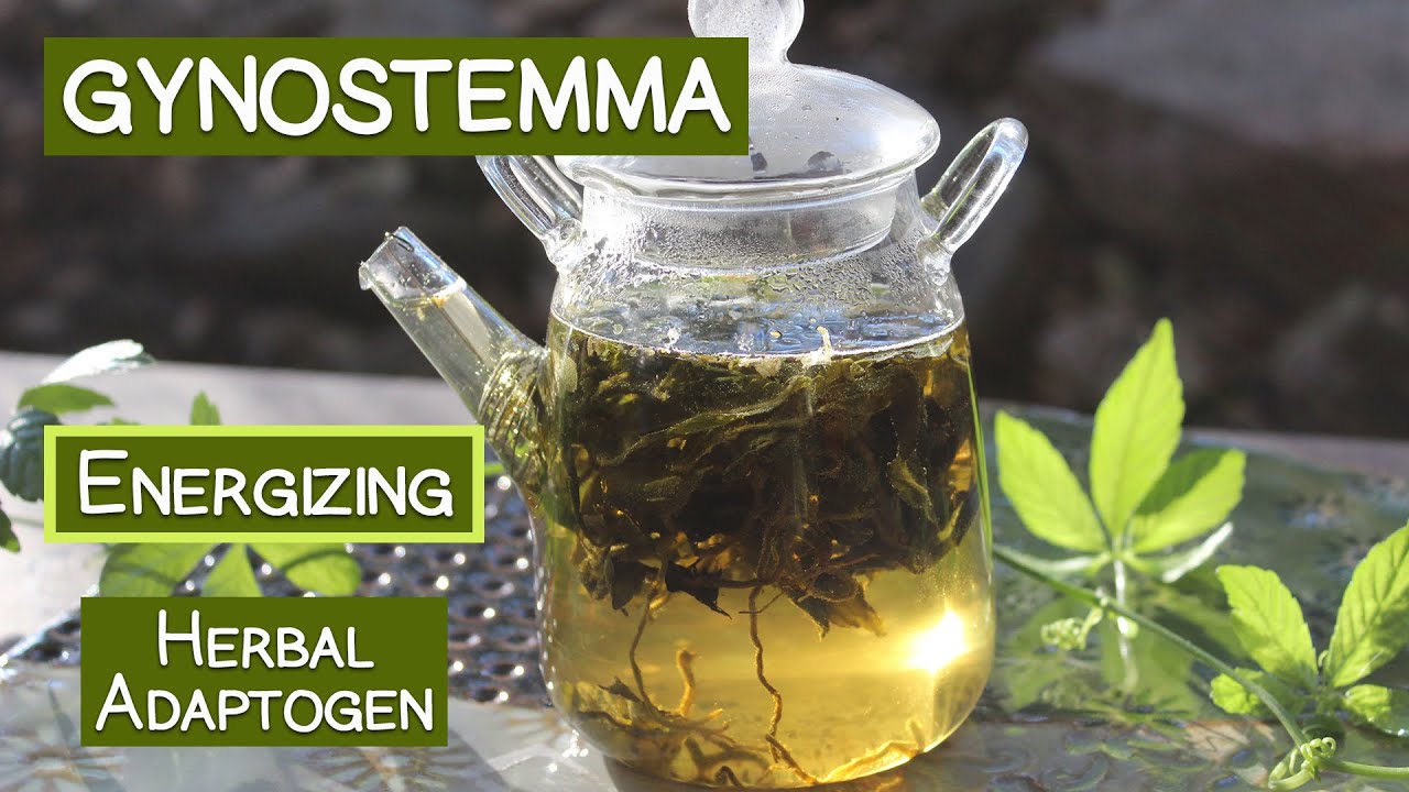 Gynostemma Tea, Long Revered Herbal Adaptogen