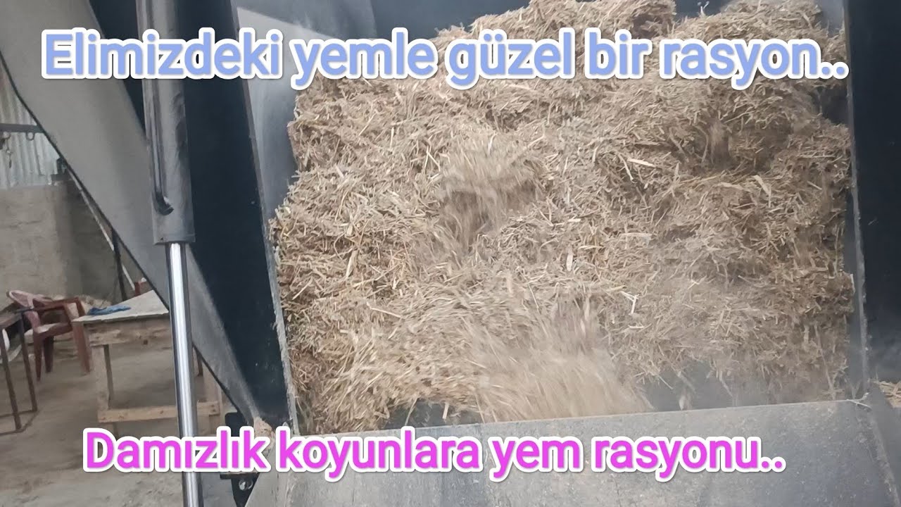 Yem rasyonu.. Damızlık koyunlara.. Kuzulu ve gebe koyunlar için..