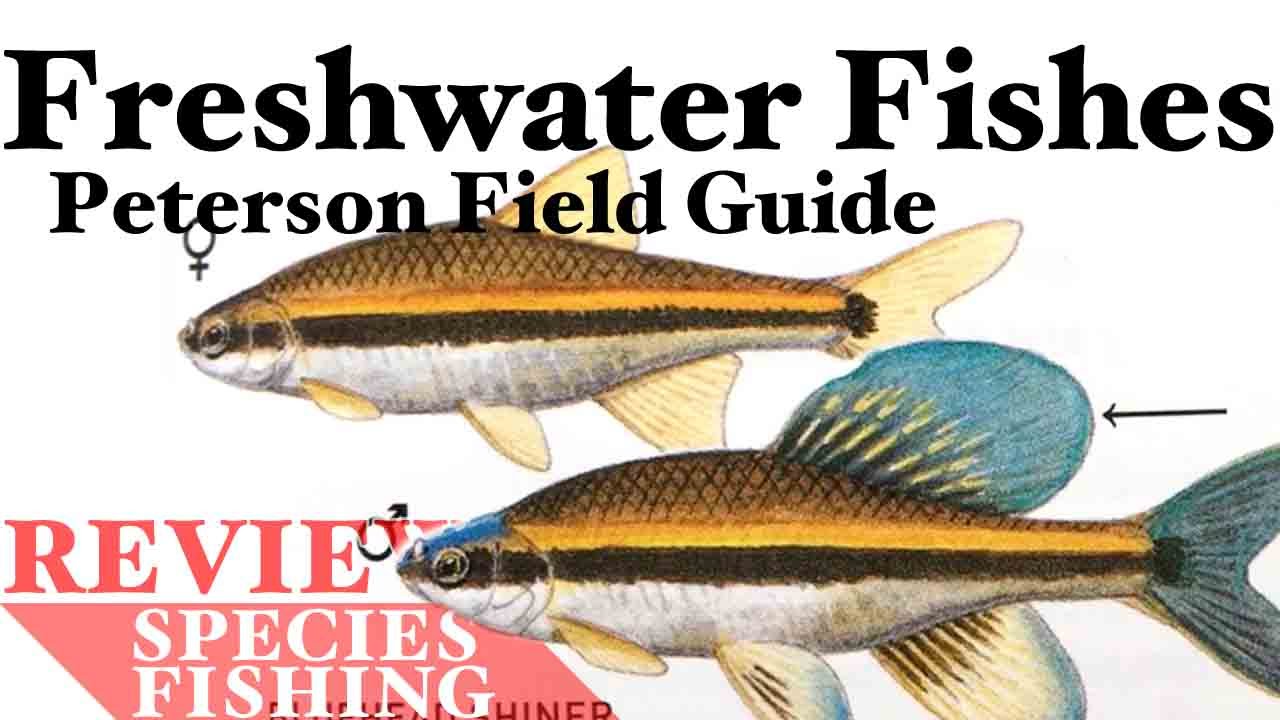Freshwater Fishes Field Guide - Peterson - Book Review