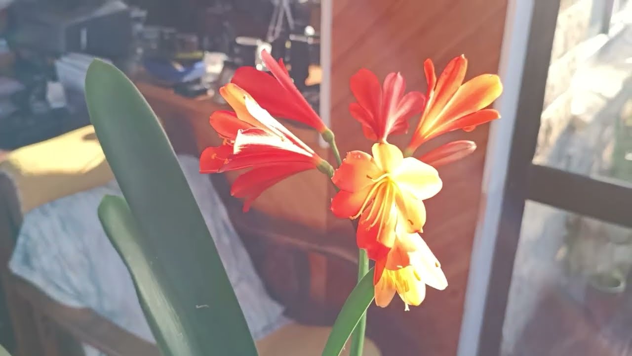 #flowerphotography#clivia#orange flowers @kapcoastsunsetcliviaseascapes