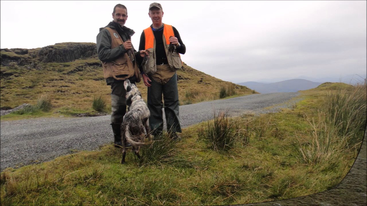 becassine et chien d arret avec Irlande Guidage nature