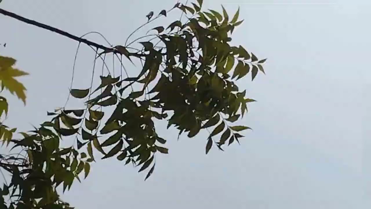 श्री संत भोजाजी महाराज आजनसरा