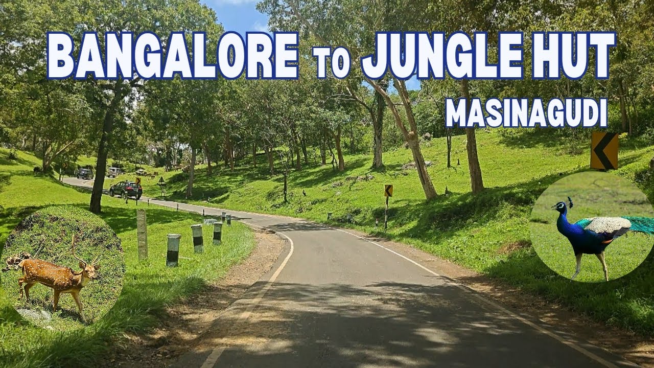 Bangalore to Masinagudi Road Journey | Bandipur Wildlife Route + Jungle Hut Stay