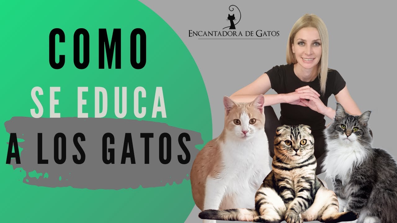 C&Oacute;MO SE EDUCA A UN GATO CORRECTAMENTE | Encantadora de Gatos