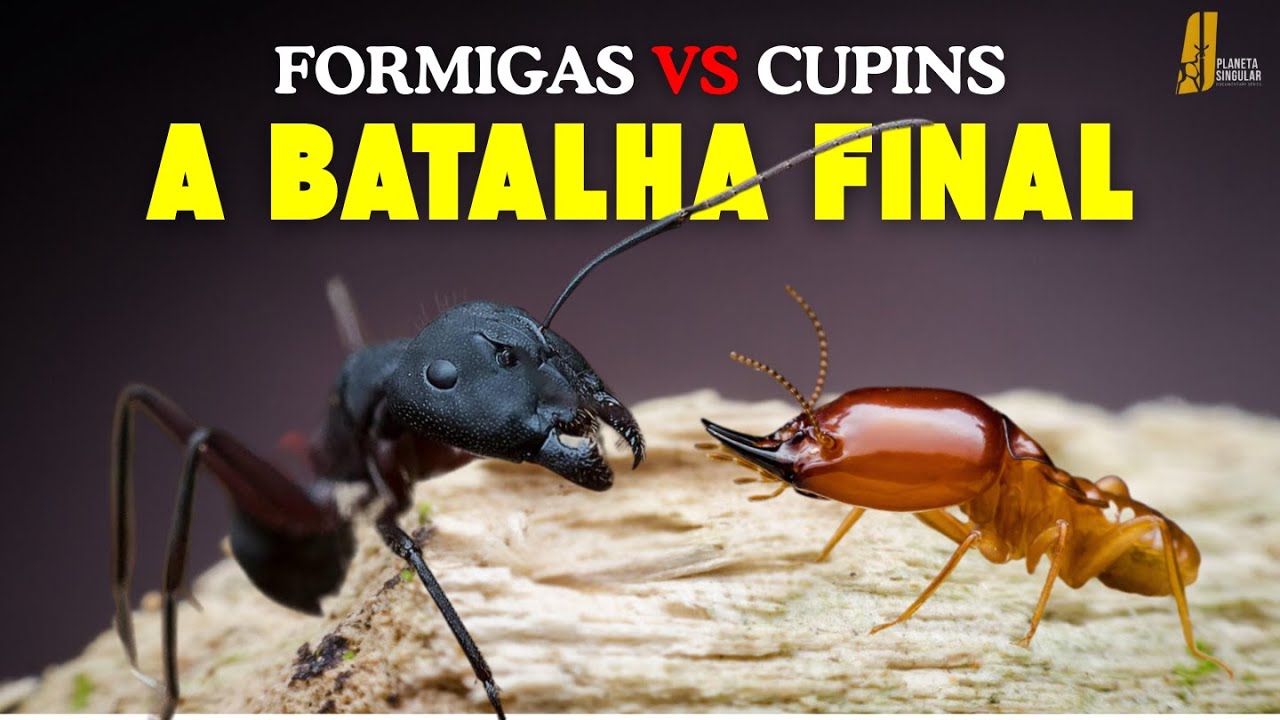 Cupins vs Formigas: A Guerra Secreta dos Insetos | Documentário Natureza