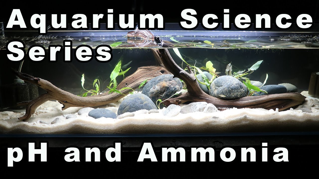 Aquarium Science Series: How Changing Water Parameters Make Aquarium Microbes Angry and Hurt Fish!