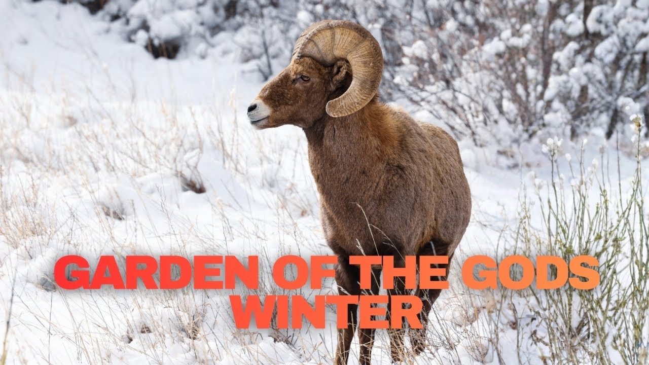 Garden of the Gods Big Horn Sheep