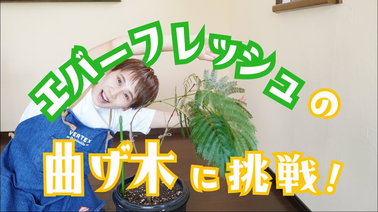 エバーフレッシュの曲げ木！３つの方法をお教えします！