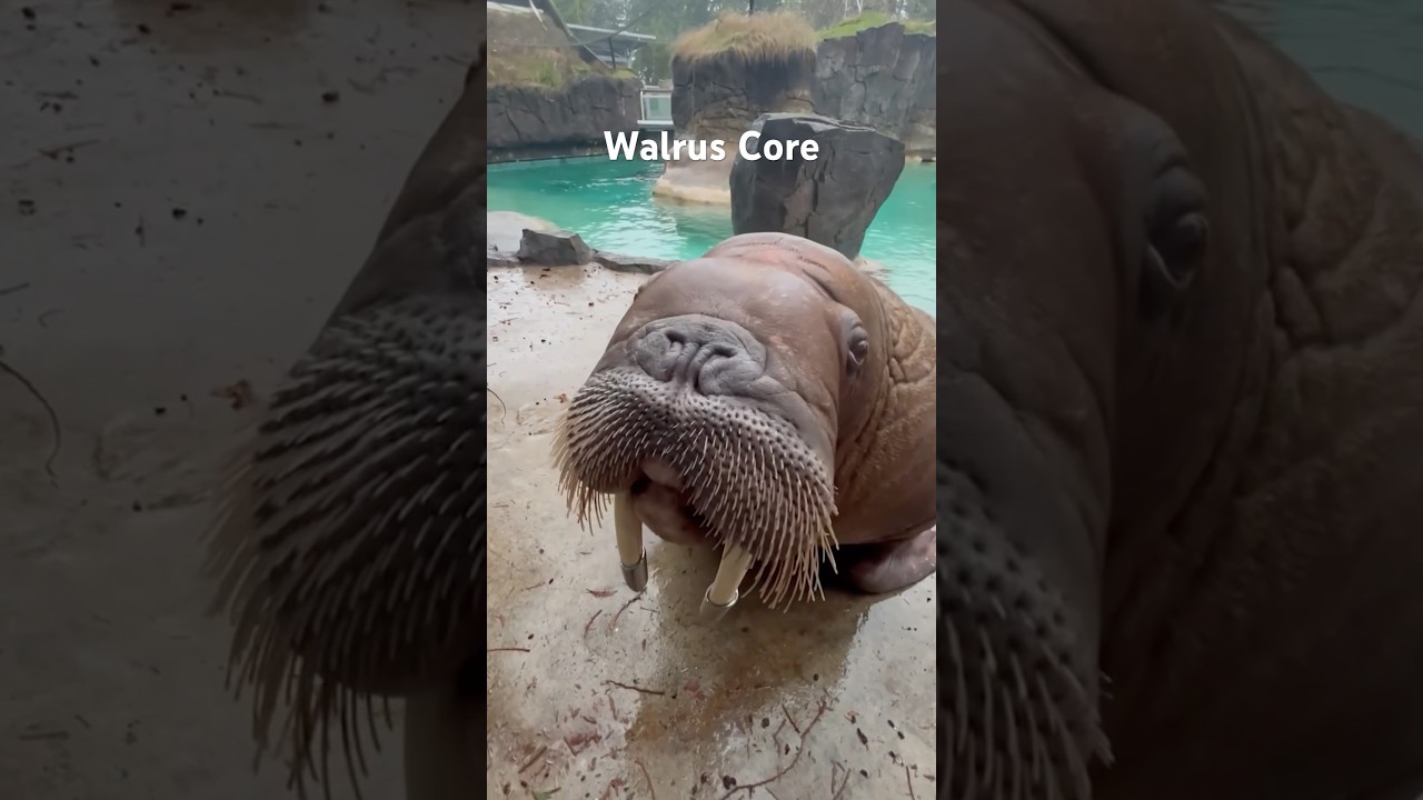 Walrus Core #zwierzęta #zwierzęta #słodkiezwierzęta #mors #morsy