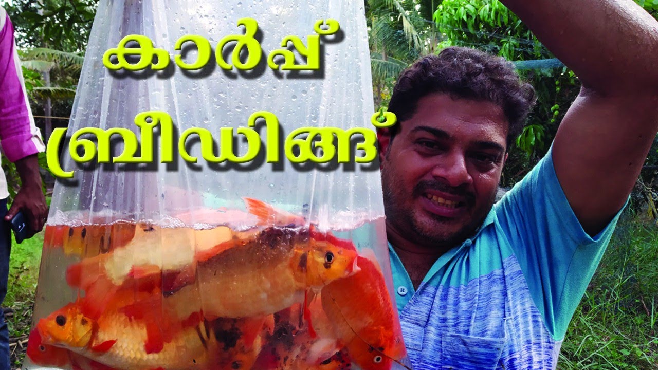 How to breed koi carp/ #carpbreeding #koicarp #Fishbreeding  #Bettafishbreeding #Guppi