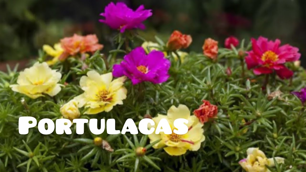 Vou propagar mais Portulacas 