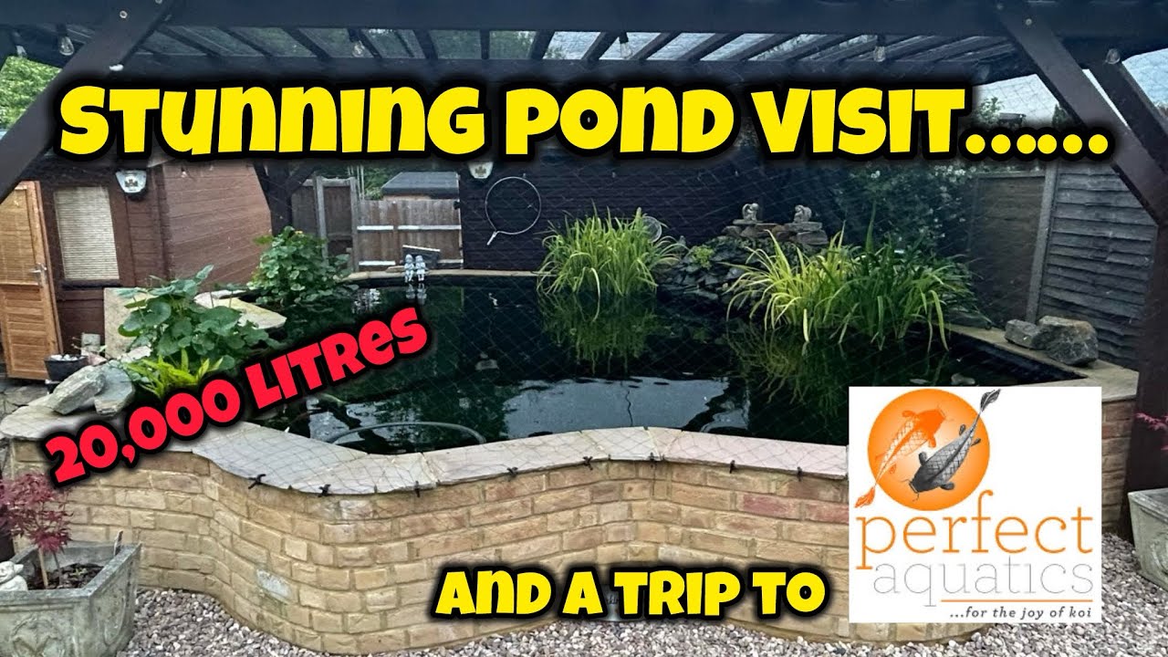 УДИВИТЕЛЬНОЕ посещение японского пруда с карпами кои, японский дилер кои - Perfect Aquatics!