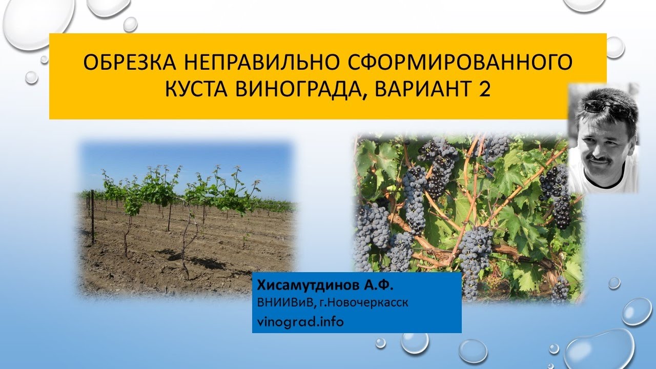Обрезка неправильно сформированного куста, вариант 2. Хисамутдинов АФ