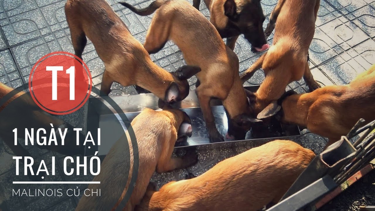 T1: Trải Nghiệm 1 Ngày tại Trại Chó Malinois - Củ Chi - TP.HCM/ NhamTuatTV - Dog in Vietnam
