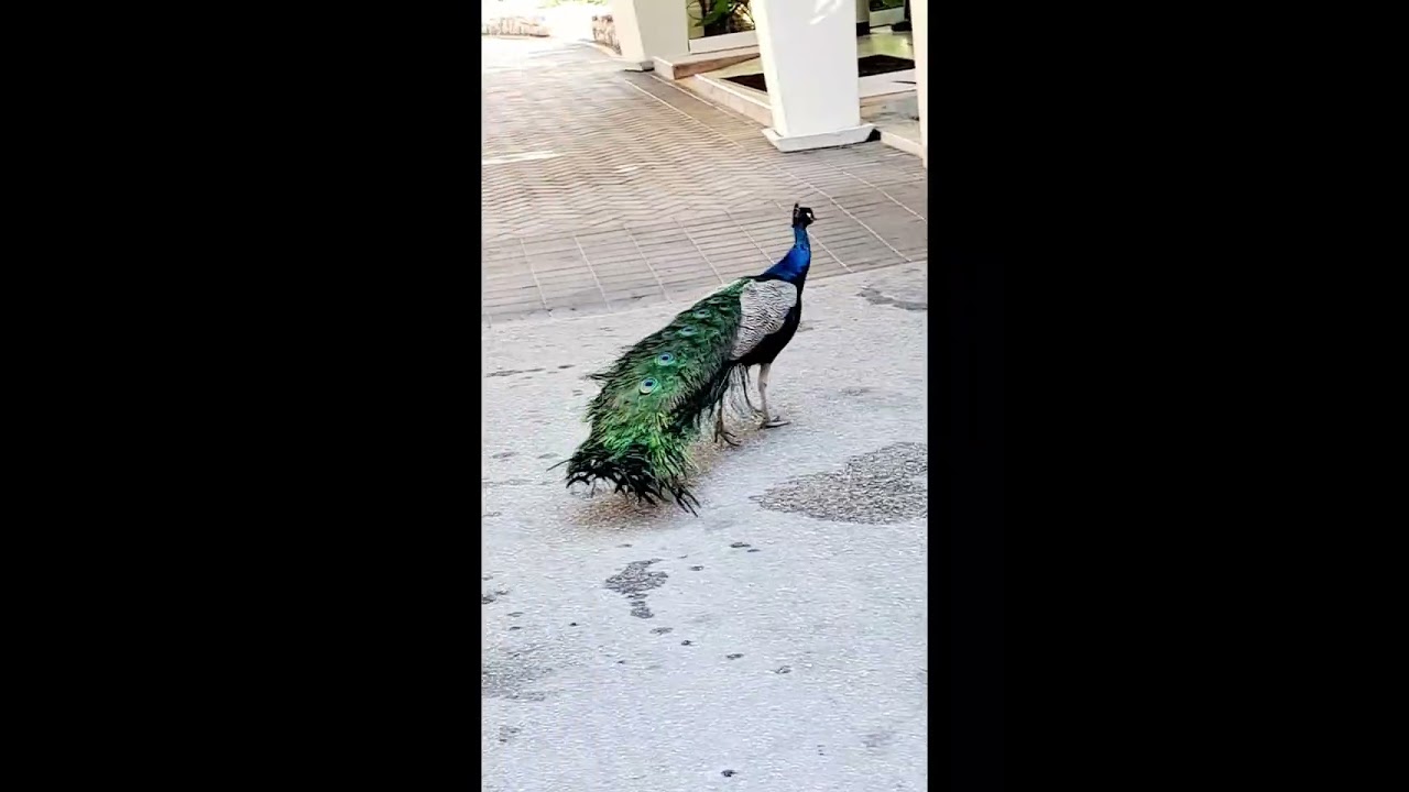 miracle of nature