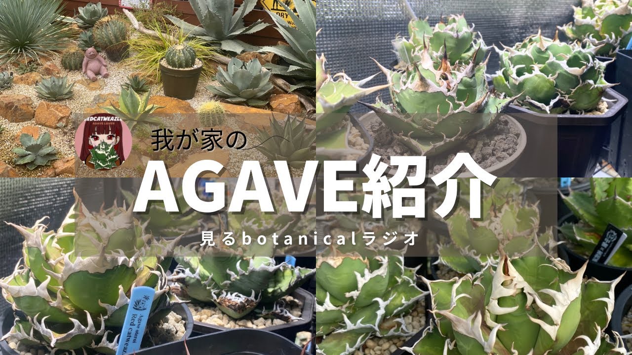 【我が家の植物・アガベ紹介】植物ツアーとチタノタを語る！見るBotanicalラジオ