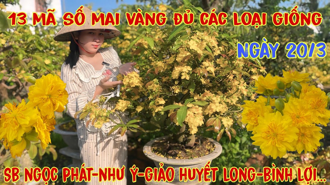 20-3☎️0706938527 Quế Anh ☎️🌳Mai V&agrave;ng Gi&aacute; Rẻ🌳sb ngọc ph&aacute;t-giảo huyết long-giảo như &yacute;-sbbl-sbsg🌳