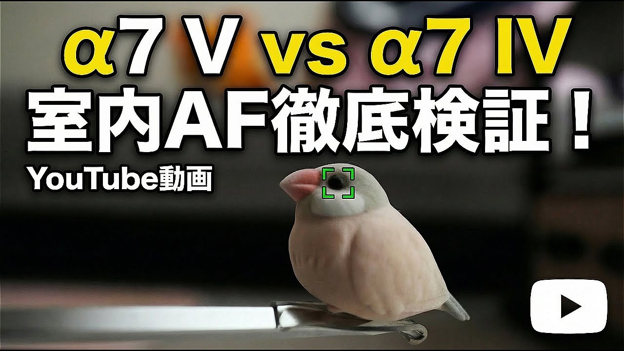 &alpha;7 V vs &alpha;7 IV 室内AF徹底検証！野鳥模型＆ローリングシャッター歪みを比較【雨の日実験】