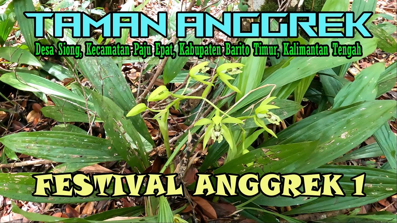 MENGUNJUNGI TAMAN ANGGREK DESA SIONG || FESTIVAL ANGGREK 1 || KECAMATAN PAJU EPAT, KAB. BARITO TIMUR