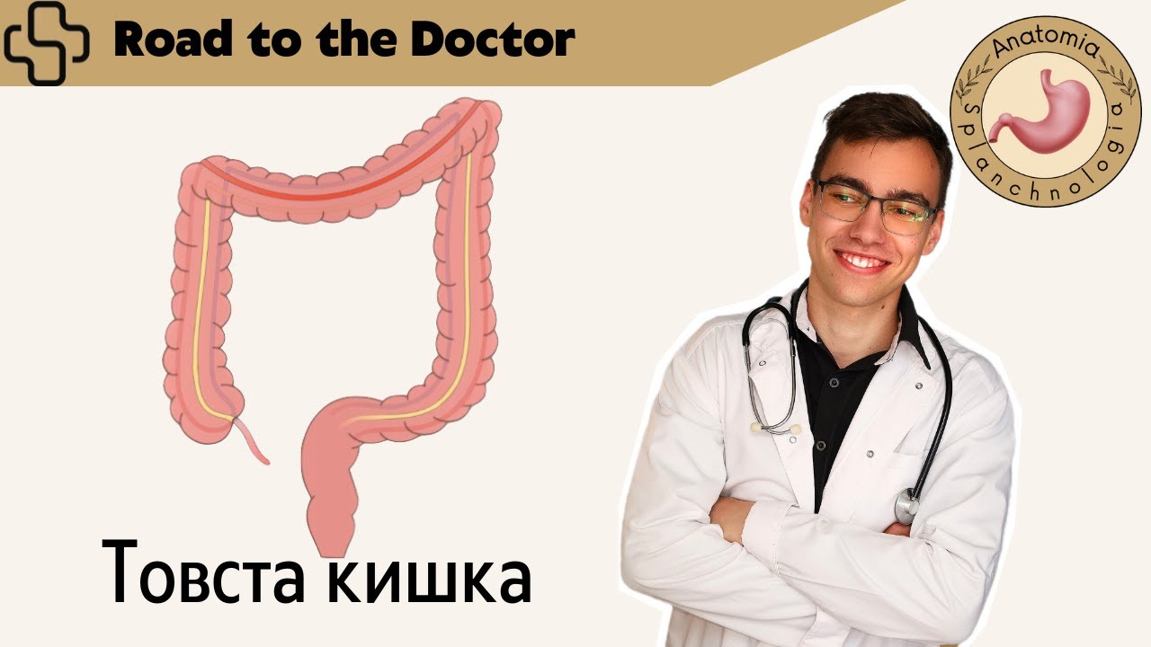Анатомія товстої кишки