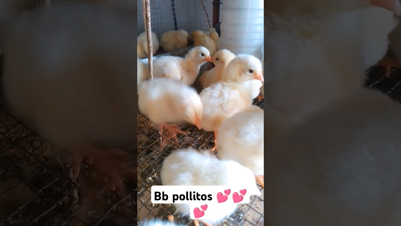 sonido de BB pollito #fyp #pollitos