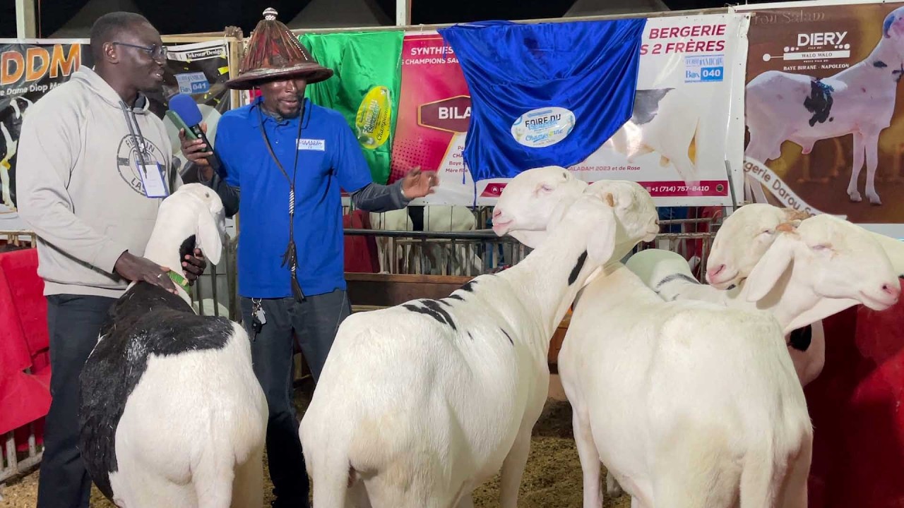 FOIRE RAMADAN M2 TROPHEES BERG B2F