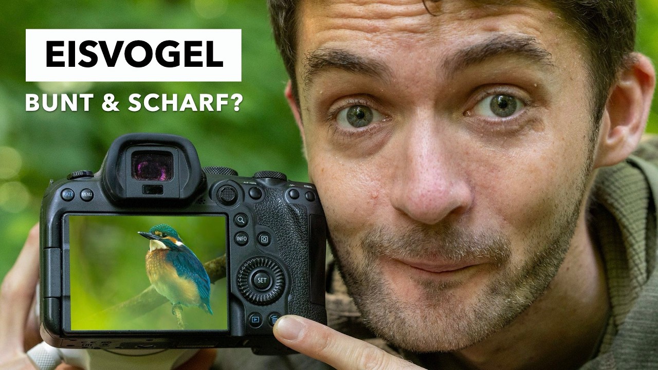 EISVOGEL fotografieren - Das perfekte Bild vs. der perfekte Moment