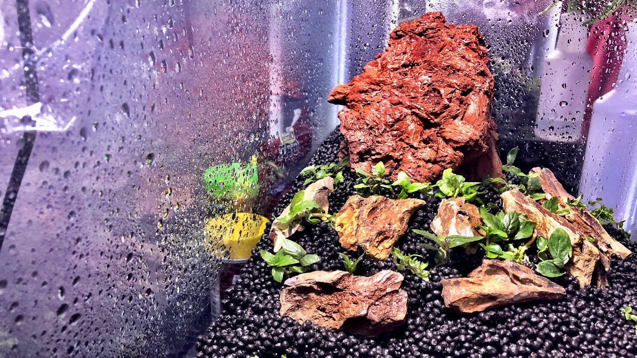 HOW to Carpet Aquarium Plants with the DRY Start Method! (Monte Carlo)
