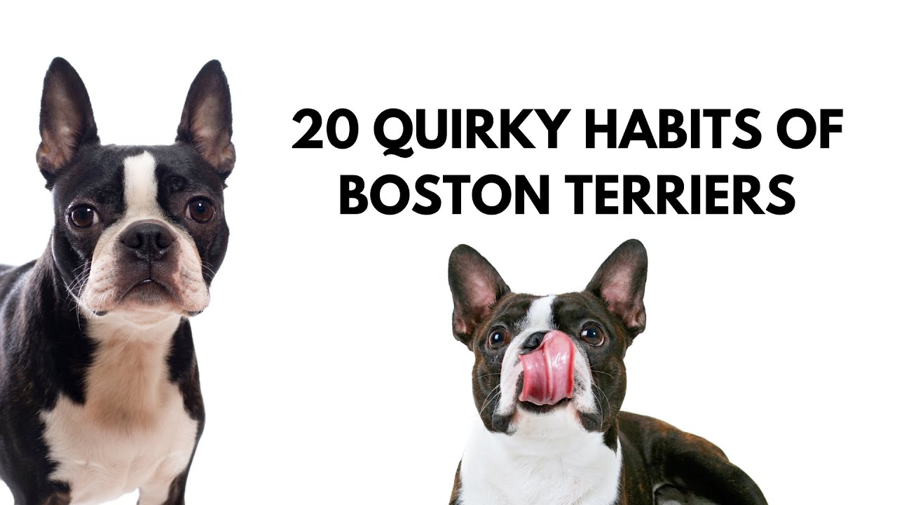 20 Quirky Habits of Boston Terriers 🐶💕