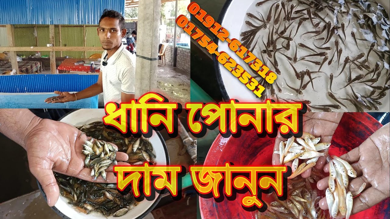 ধানী মাছ কিনুন পাইকারি মূল্যে | পানির দামে ধানী পোনার দাম ইমন মৎস্য খামার