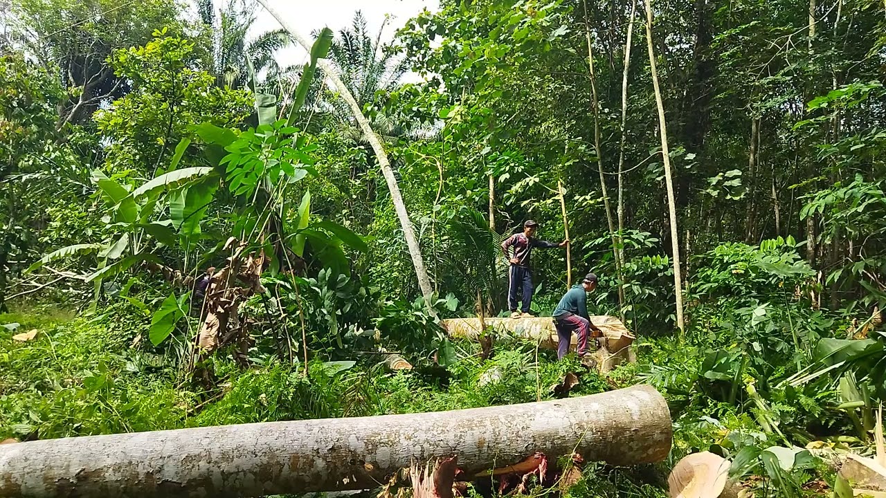 @heri yanto#menebang_pohon#pemula#pemula#salamsatuhobi#grajikayu