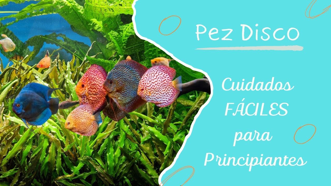 Pez Disco: ¡Cuidados FÁCILES para Principiantes!
