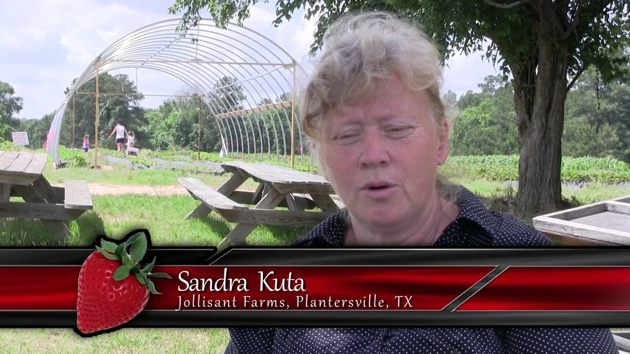 Texas Sustainable Strawberry Project