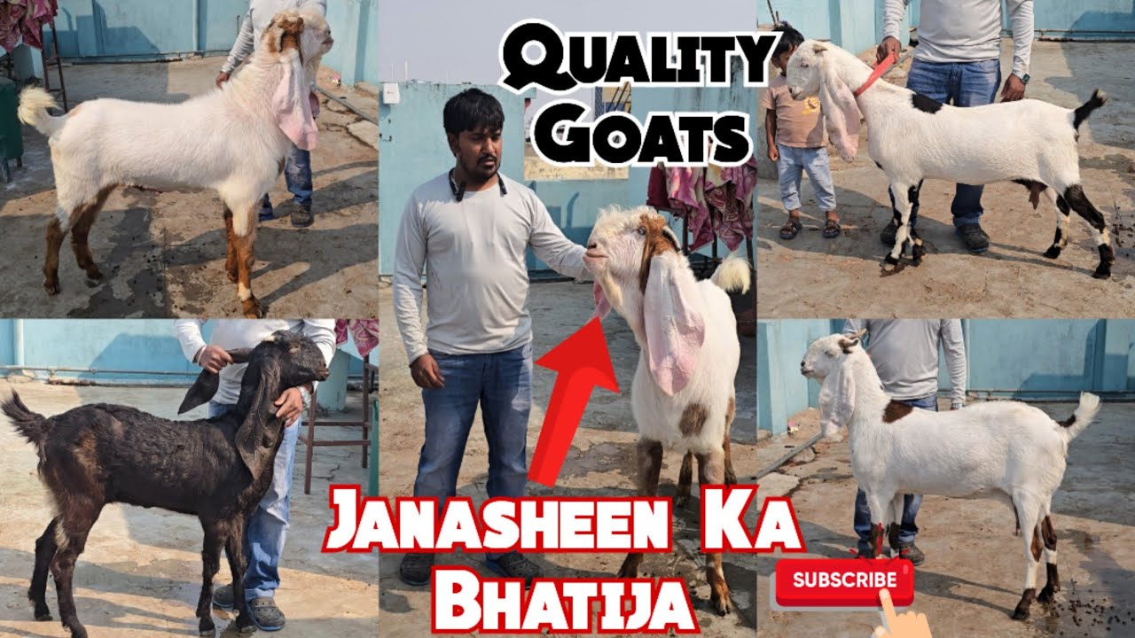 Janasheen Ke Rishtedar | Top Quality Hyderabadi Breeder And Goat In Hyderabad | Quality Wale Bakriya