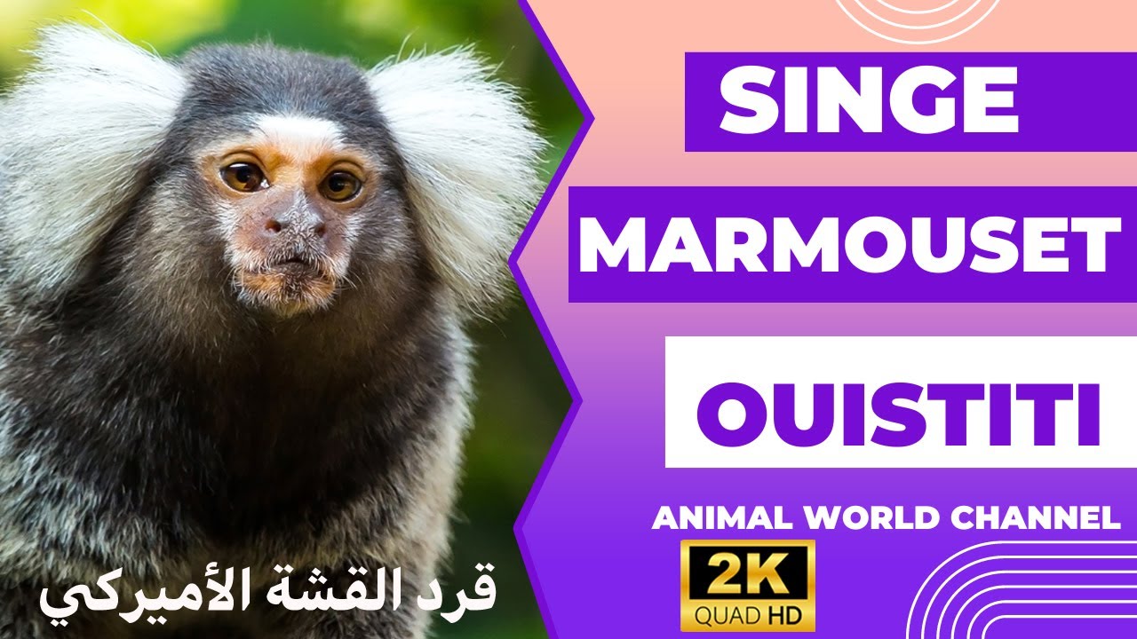 le Marmouset le plus petit des singes