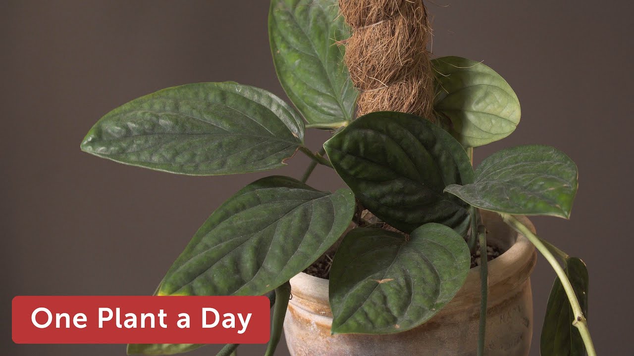 Monstera sp  'Peru' Houseplant Care — 140 of 365