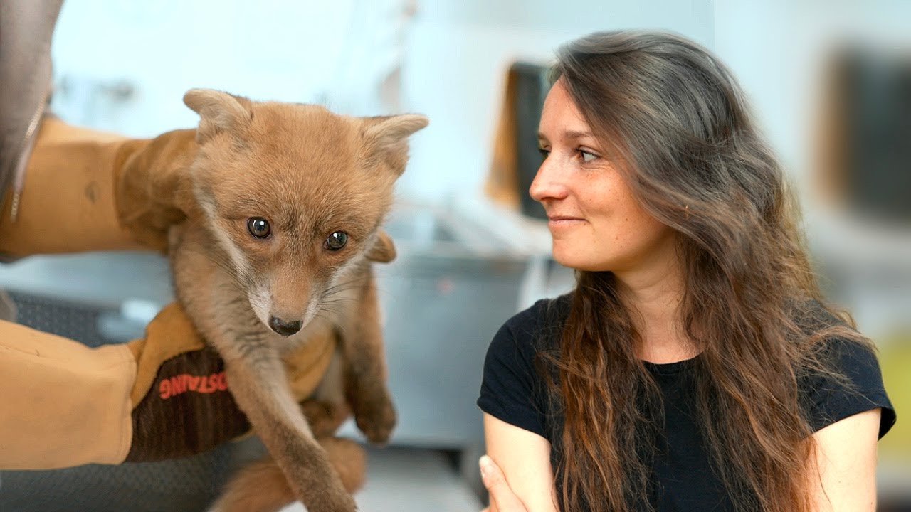 Sauver la faune sauvage : leur mission au quotidien 🦊