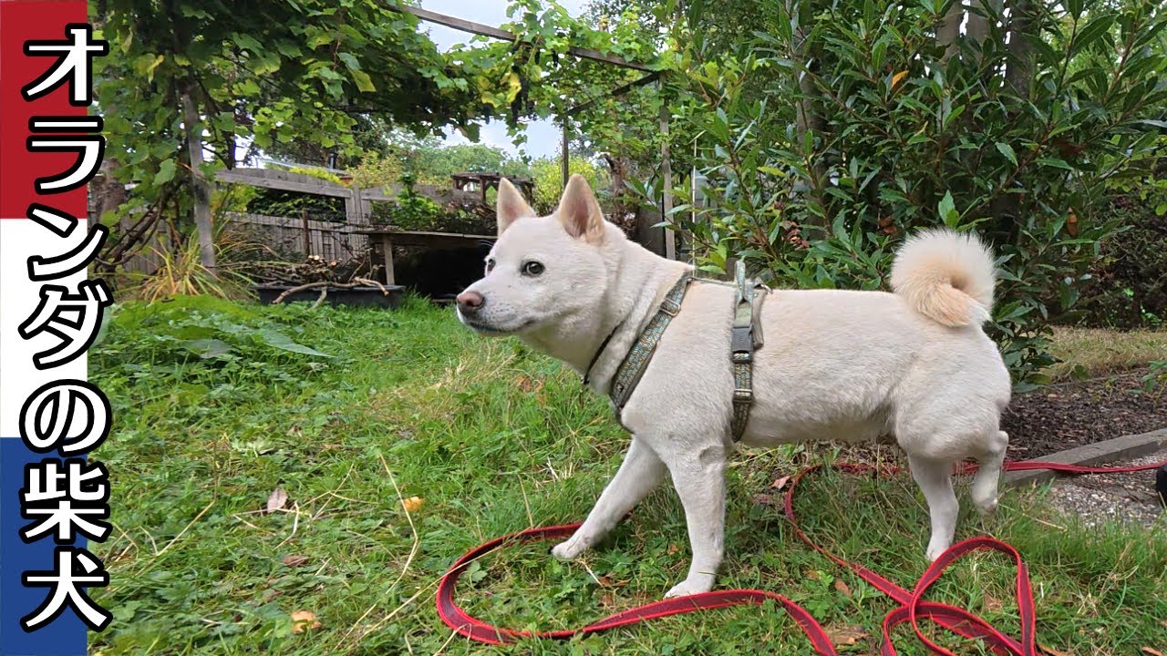 柴犬柿丸 柿丸ハウス 6歳の誕生日にドッグランをプレゼントしたい！【オランダ / 環境音 / 4K】Kaki-Maru the Shiba Inu