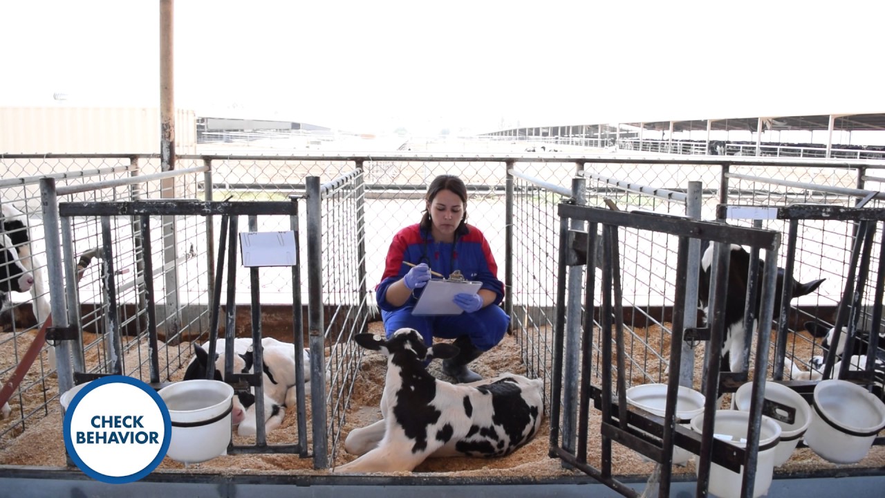 Do You Know how to manage calf scours?