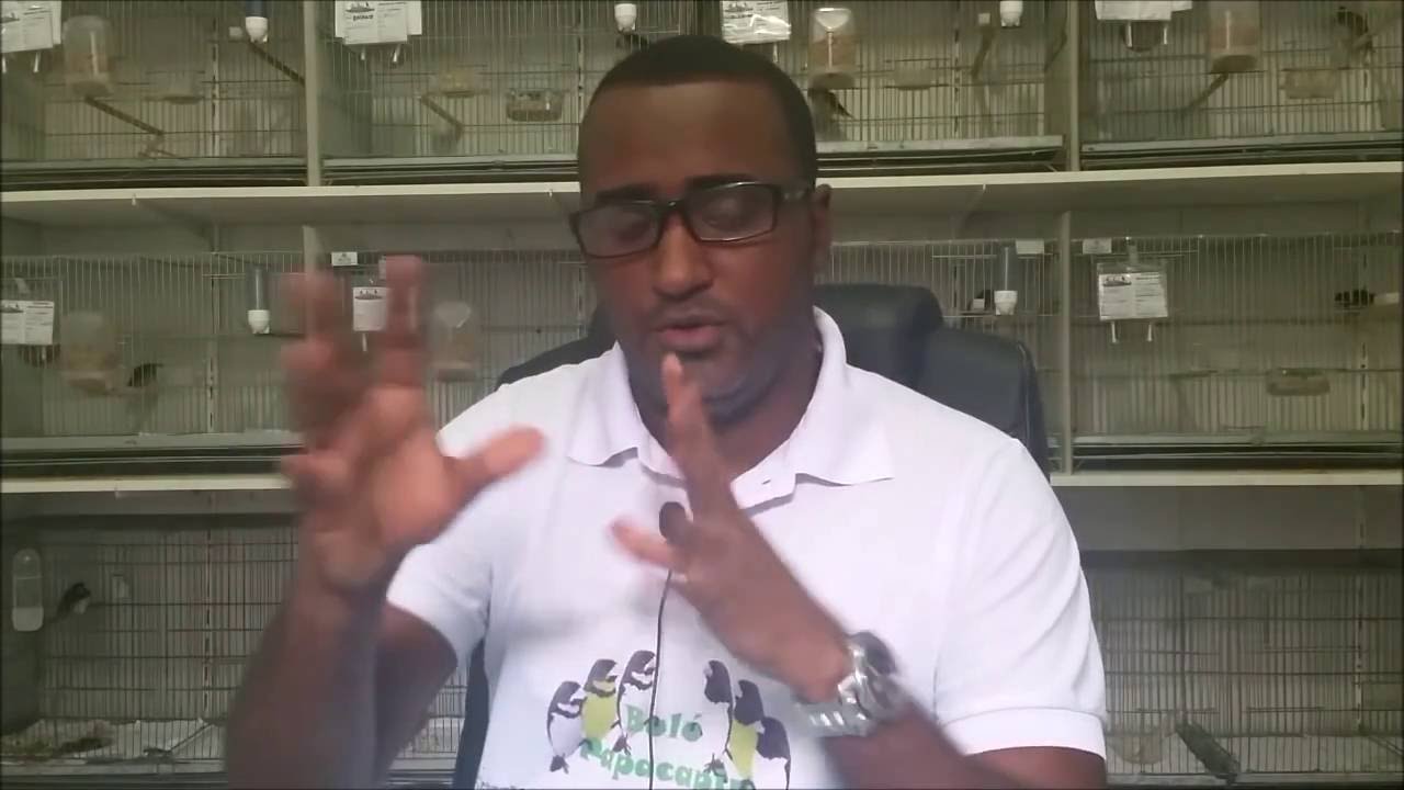 COMO SABER O SEXO DOS FILHOTES