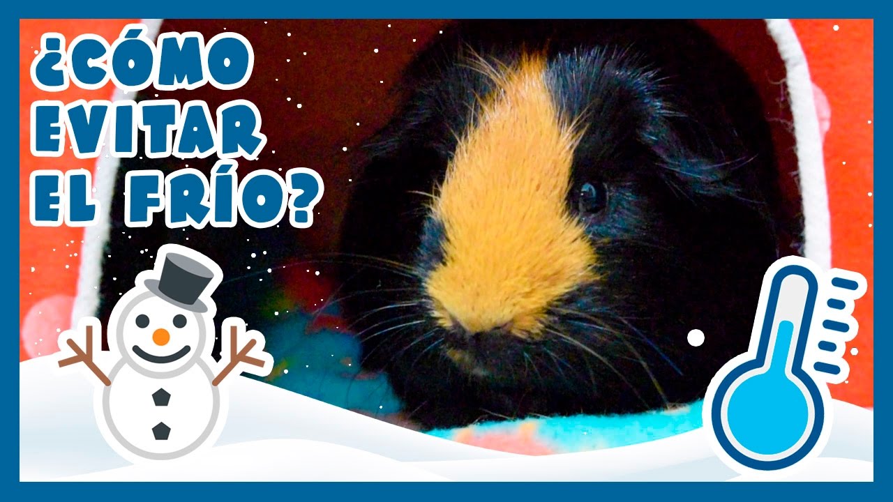 ❄ TIPS / CONSEJOS PARA EVITAR EL FRÍO EN COBAYAS 🐹⛄️