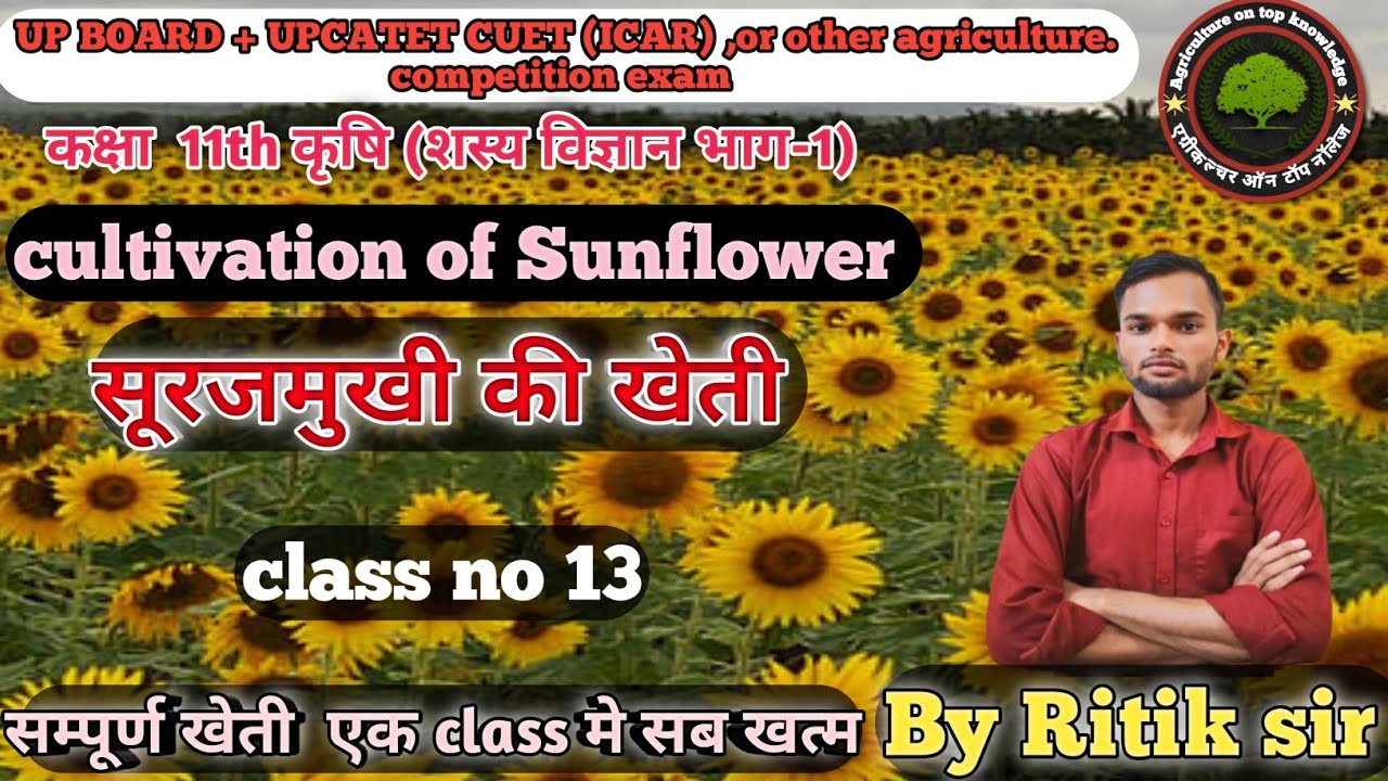 cultivation of Sunflower |सूरजमुखी की खेती | (शस्य विज्ञान) | UPCATET or all Agri. competition exam