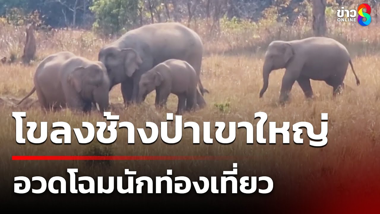 โขลงช้างเขาใหญ่ 30 ตัว อวดโฉมนักท่องเที่ยว  | 15 ก.พ. 68 | คุยข่าวเช้าช่อง8