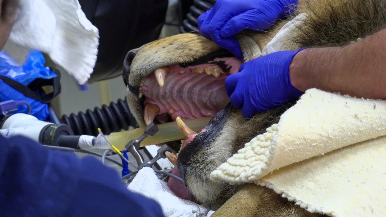 Reilly the Lion's Dental Work